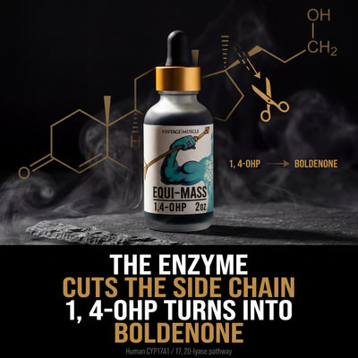 Hardgainer, Recovery, Mass Builder Blend - Equi-Mass™